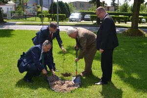 sadzenie drzewek przez władze lokalne