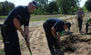 policjanci sadzą drzewa