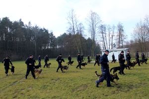 trening posłuszeństwa