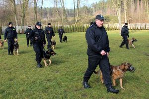 trening posłuszeństwa