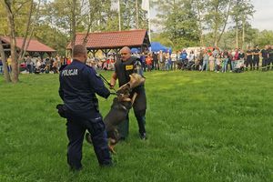 pokaz wyszkolenia psa policyjnego