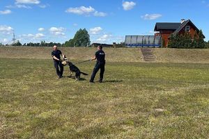 pokaz ćwiczeń obrończych psów